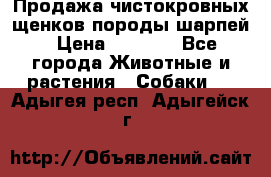 Продажа чистокровных щенков породы шарпей › Цена ­ 8 000 - Все города Животные и растения » Собаки   . Адыгея респ.,Адыгейск г.